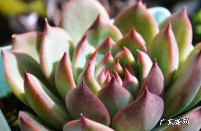 吉娃莲夏天怎么浇水 吉娃莲养殖在家中有什么好处