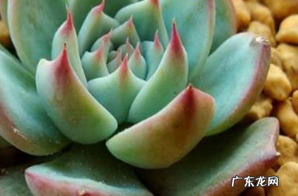 吉娃莲夏天怎么浇水 吉娃莲养殖在家中有什么好处