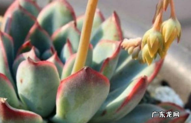 吉娃莲夏天怎么浇水 吉娃莲养殖在家中有什么好处