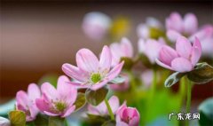 花放水里能活吗 花放水里能活多久