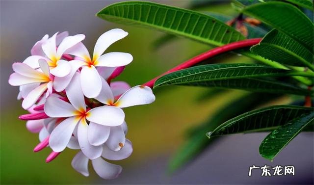 花放水里能活吗 花放水里能活多久