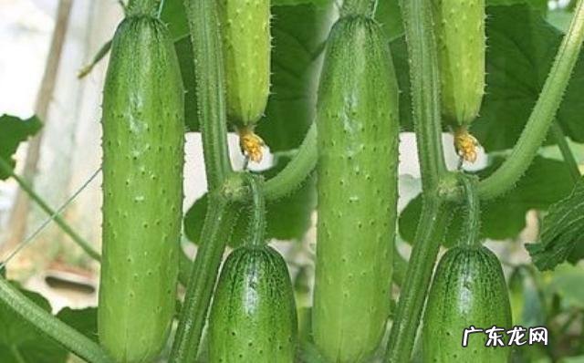无架水果黄瓜怎么种水果黄瓜和黄瓜营养价值一样吗