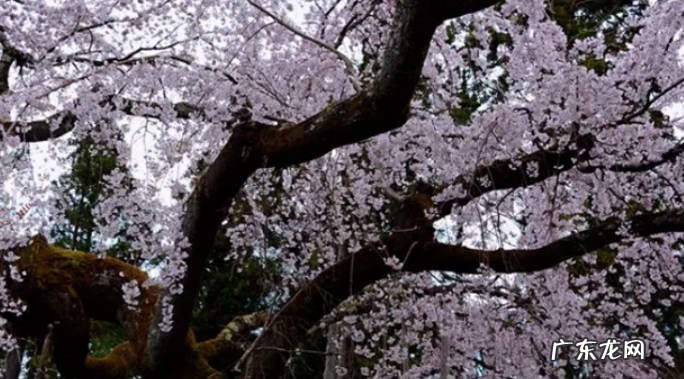 樱花树浇水时间 樱花苗怎么浇水