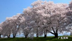 樱花树浇水时间 樱花苗怎么浇水
