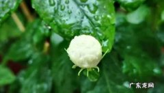 虎头茉莉修剪后不发芽怎么办 虎头莱莉修剪注意什么