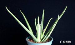 芦荟盆栽怎么种植芦荟盆栽种植应注意什么