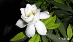 栀子花什么时候浇水栀子花什么时候开花