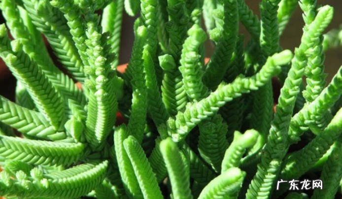 青锁龙怎么扦插青锁龙怎么养