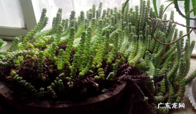 青锁龙怎么扦插青锁龙怎么养