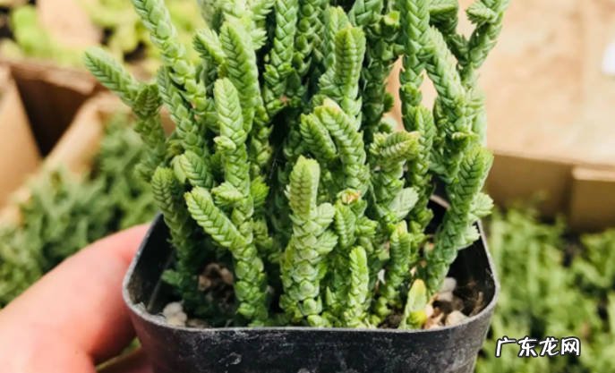 青锁龙怎么扦插青锁龙怎么养