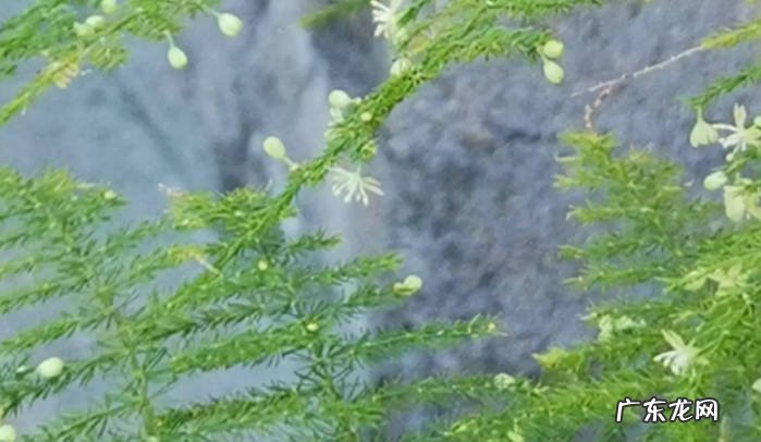 新买的文竹怎么栽好活文竹繁殖方法有哪些