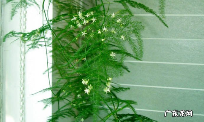 新买的文竹怎么栽好活文竹繁殖方法有哪些