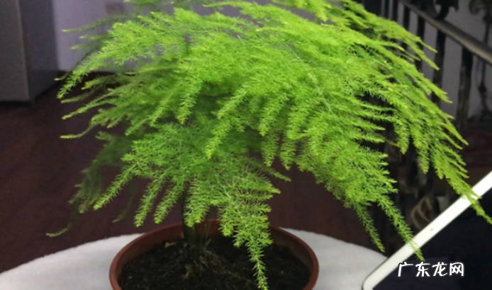 新买的文竹怎么栽好活文竹繁殖方法有哪些