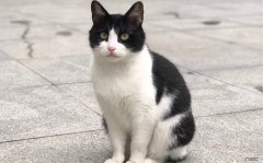 奶牛猫 哪些品种的猫养不熟