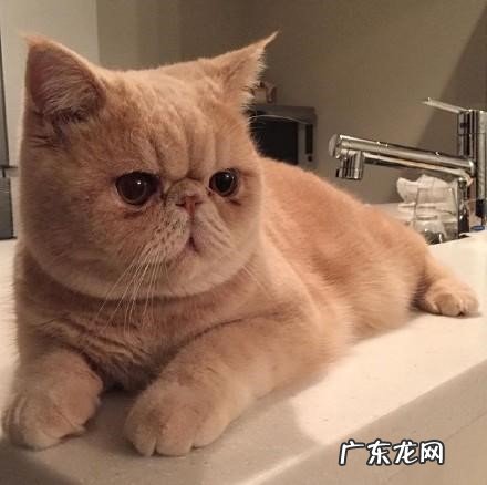 无毛猫 哪些猫咪是公认的最臭的品种