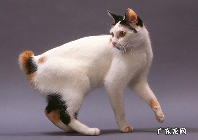 无毛猫 哪些猫咪是公认的最臭的品种