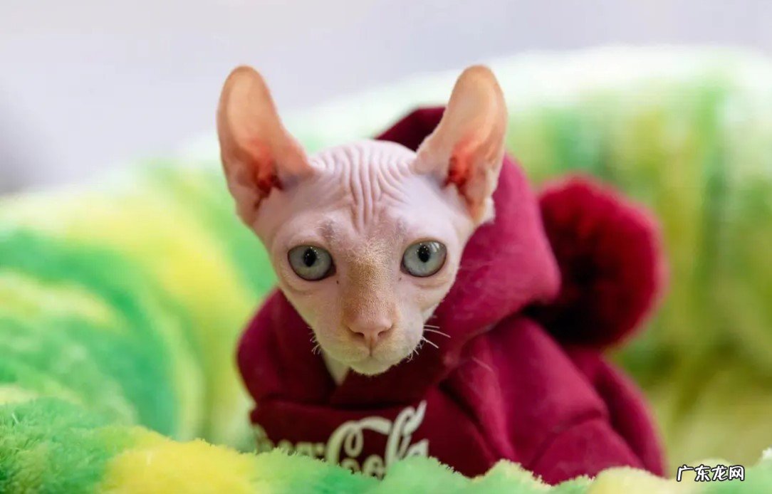 无毛猫 哪些猫咪是公认的最臭的品种