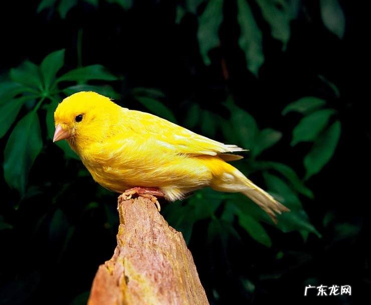 金丝雀 爱亲近人的鸟类有哪些