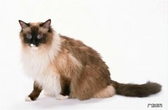 伯曼猫 长毛猫有哪些品种