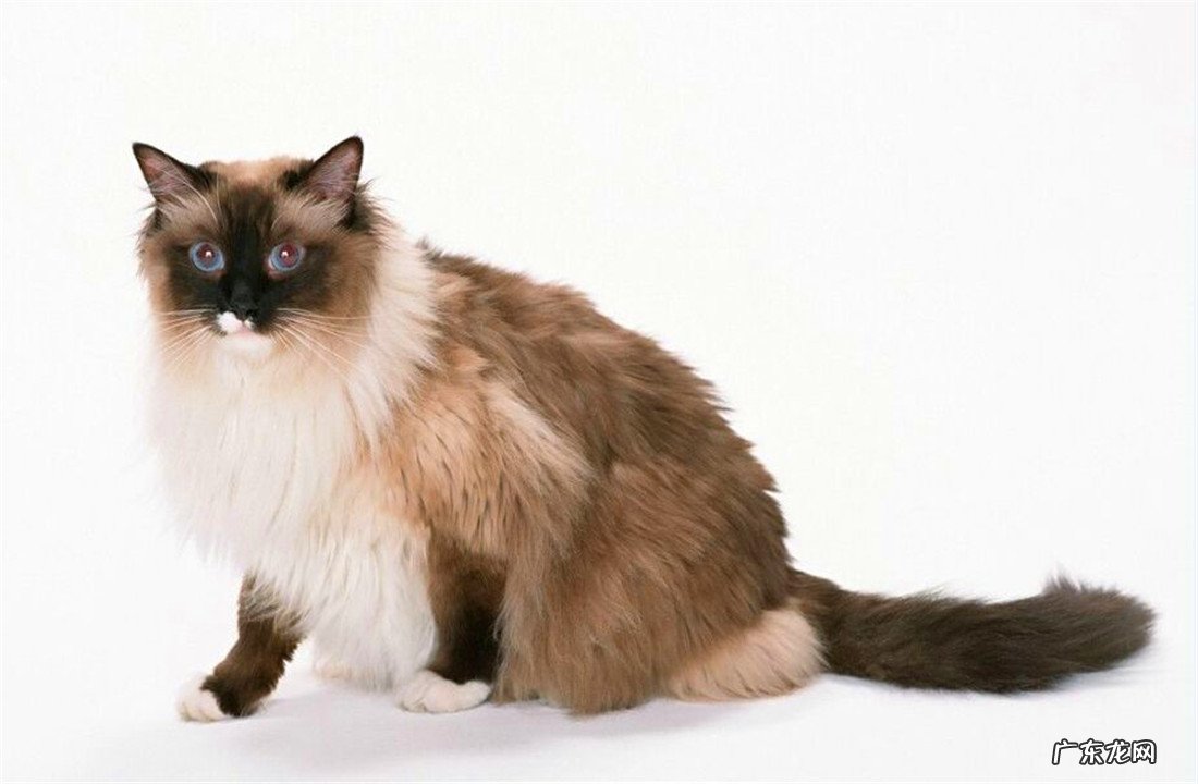 伯曼猫 长毛猫有哪些品种