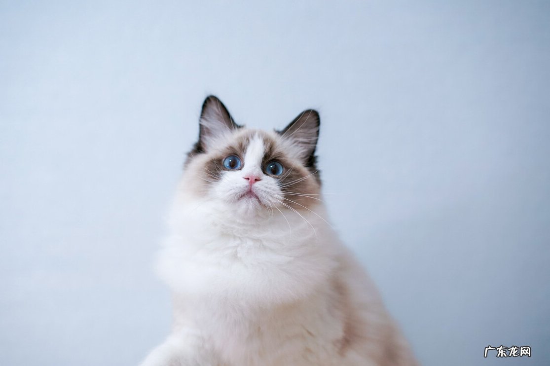 伯曼猫 长毛猫有哪些品种