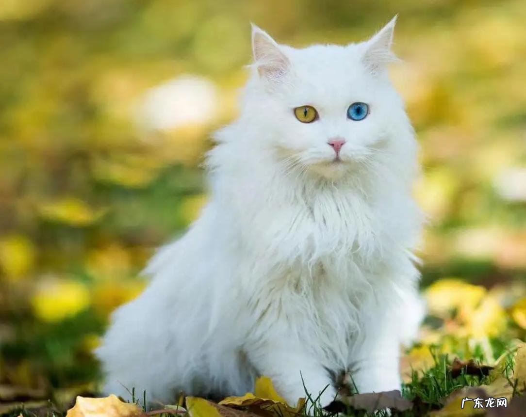 橘猫 好养的国产猫有哪些