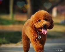 贵宾犬 在城市喂养的没有攻击性的狗狗有哪些