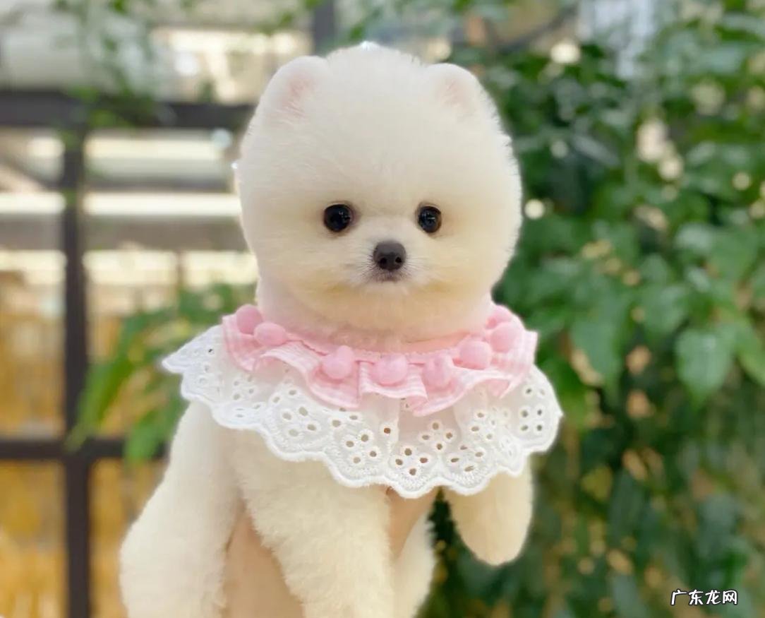 贵宾犬 在城市喂养的没有攻击性的狗狗有哪些