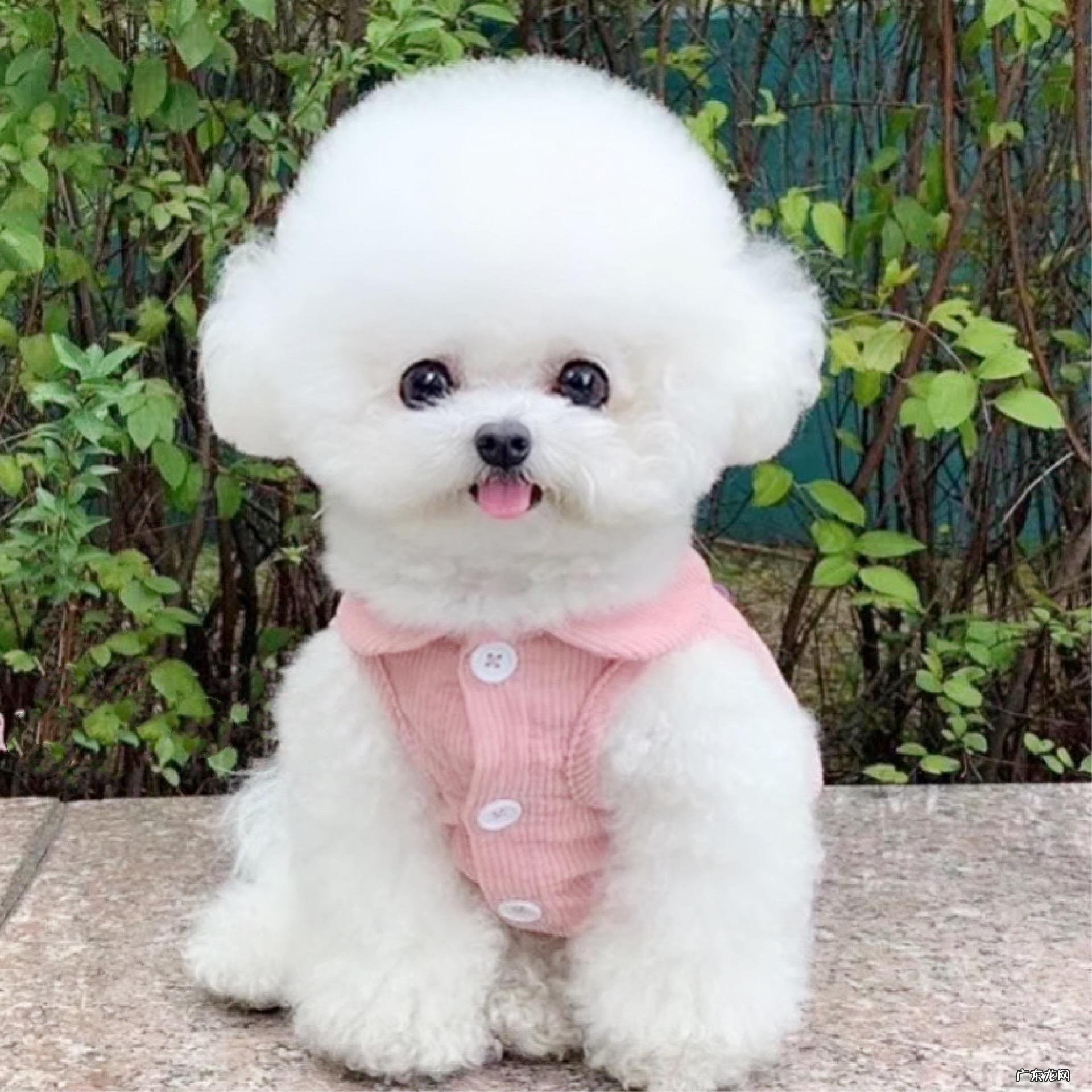 贵宾犬 在城市喂养的没有攻击性的狗狗有哪些