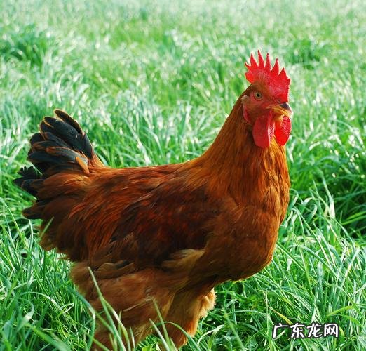 乌龟 哪些灵性动物能镇宅旺家