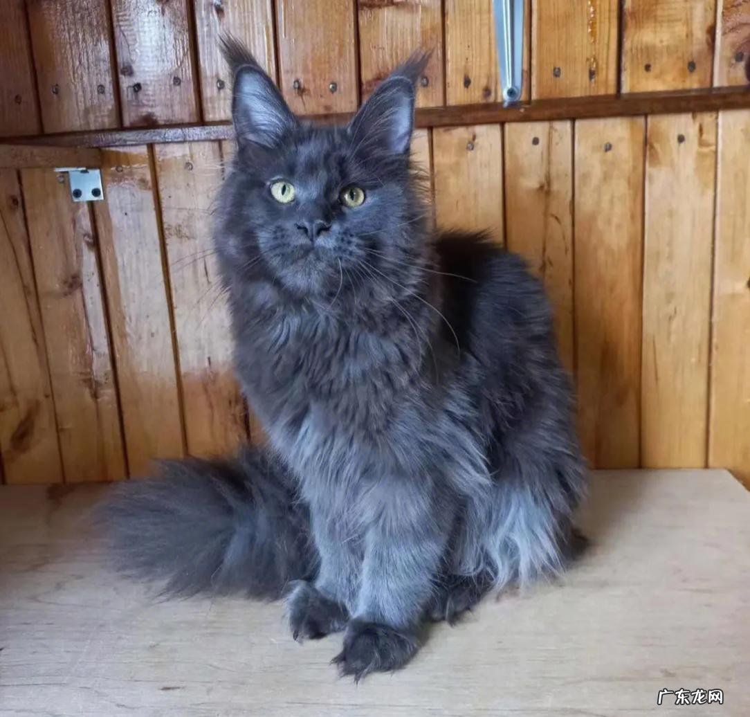 玄猫 哪些品种的猫咪灵性高