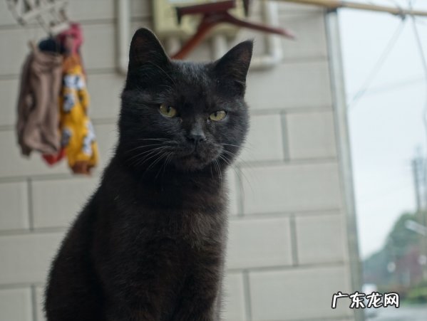 玄猫 哪些品种的猫咪灵性高