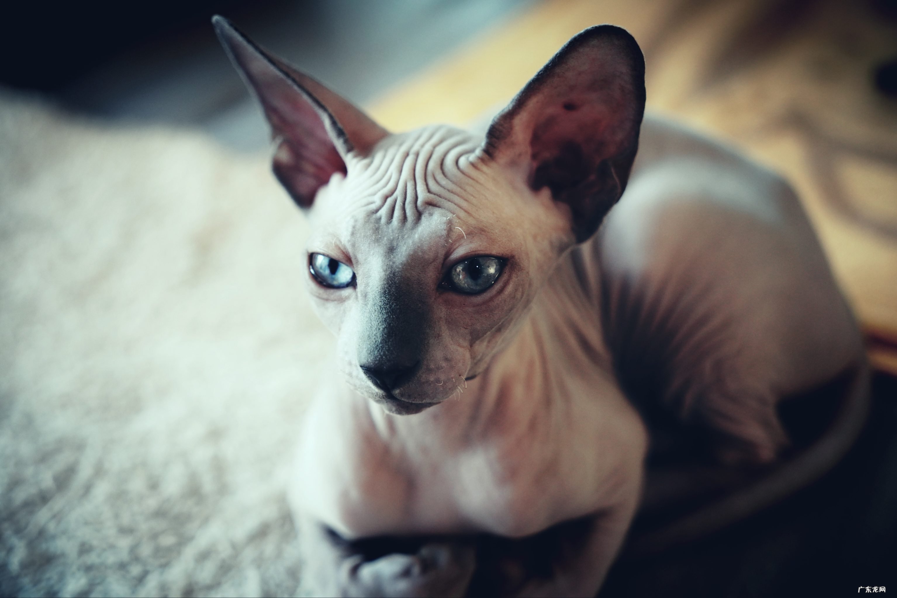 玄猫 哪些品种的猫咪灵性高