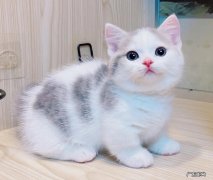 矮脚猫 哪些品种的猫咪是公认的四不养