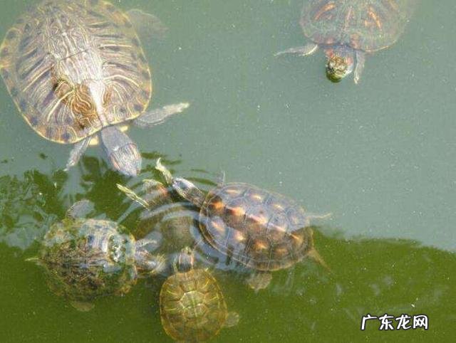 密度合理 养巴西龟的方法是什么