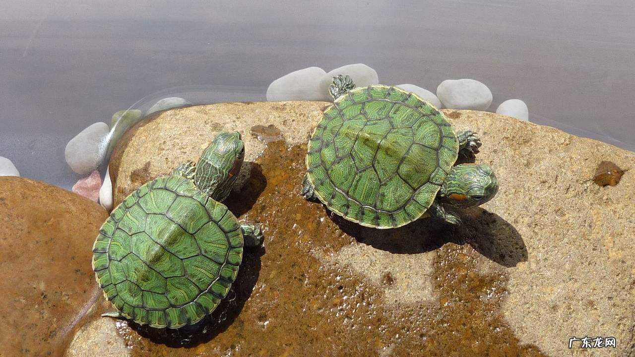 密度合理 养巴西龟的方法是什么