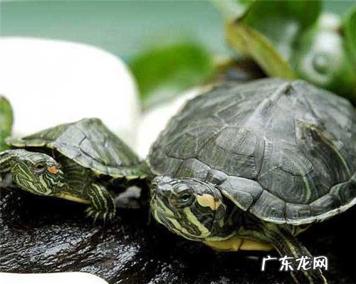 密度合理 养巴西龟的方法是什么