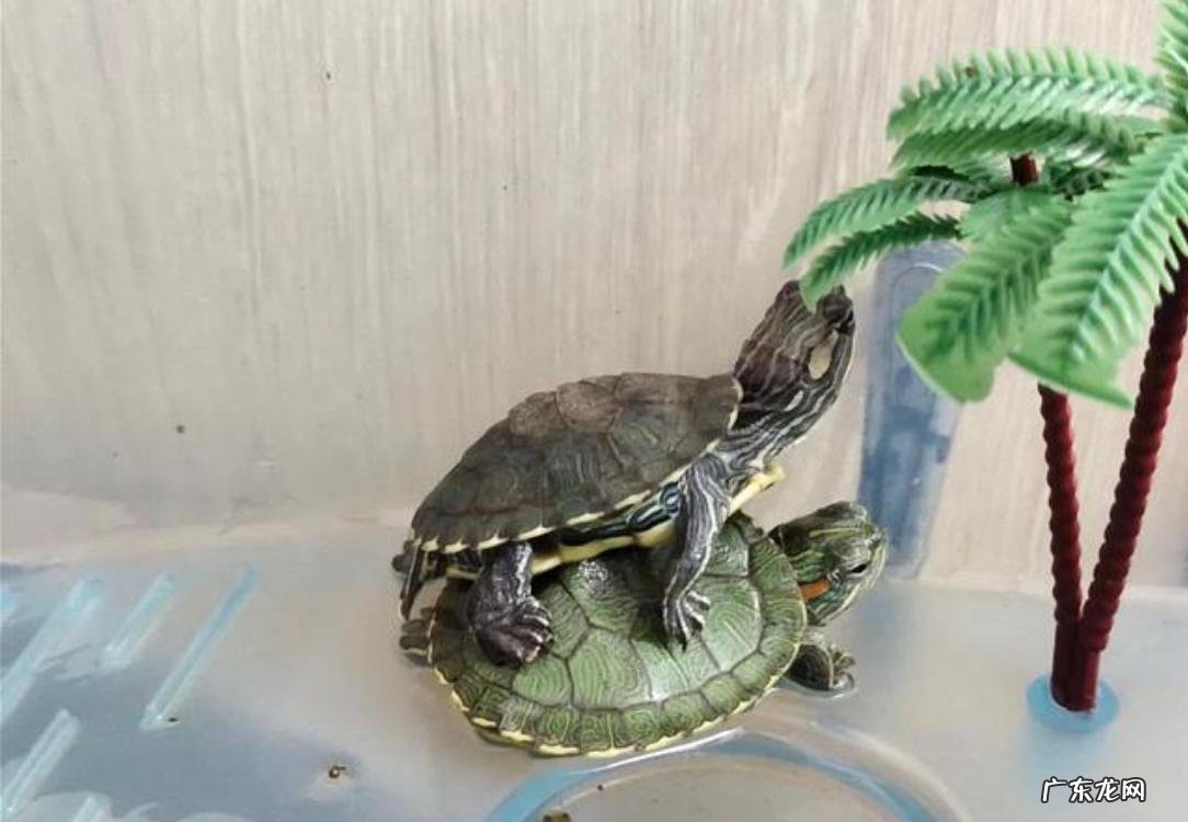 数量过多 养乌龟需要注意的禁忌有哪些
