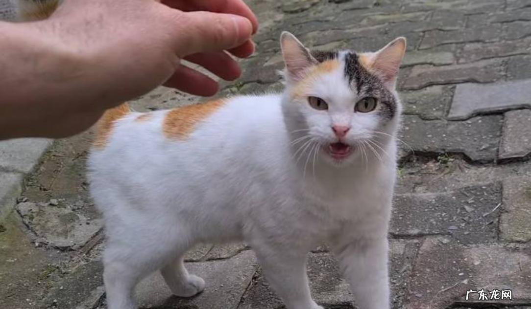 长相潦草 三花猫被嫌弃的原因是什么