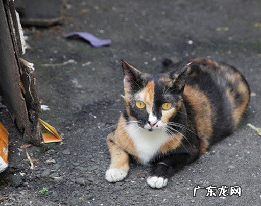 长相潦草 三花猫被嫌弃的原因是什么