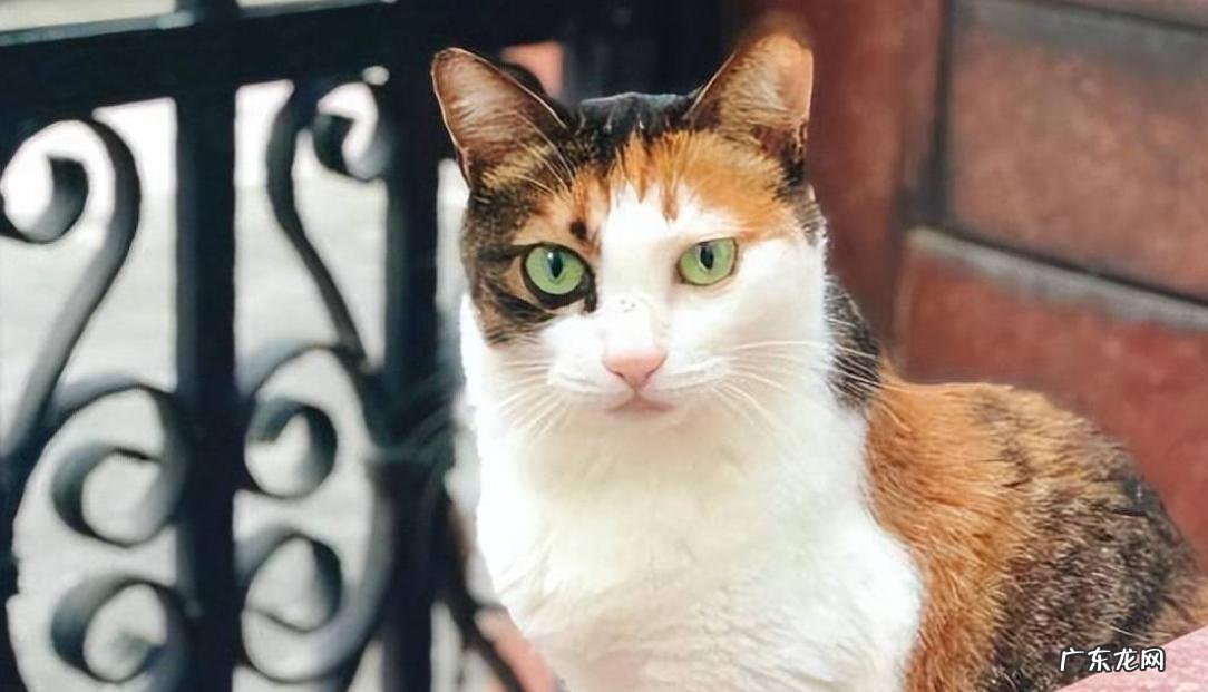 长相潦草 三花猫被嫌弃的原因是什么