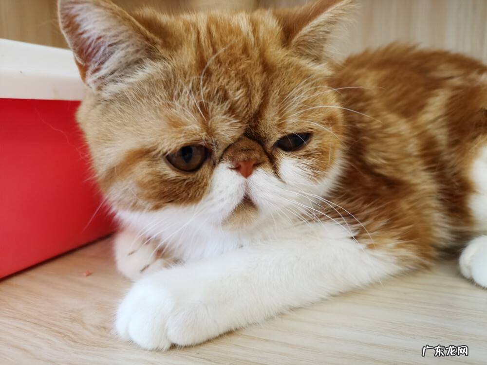 加菲猫 哪些猫离了主人难以存活