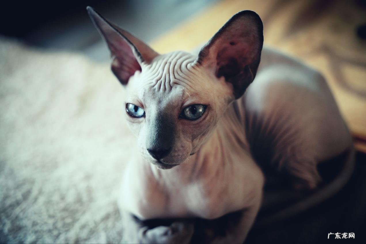 加菲猫 哪些猫离了主人难以存活