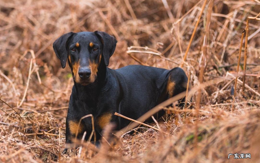 德国牧羊犬 女生可以选哪些护卫犬