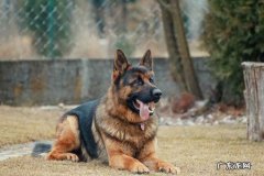 德国牧羊犬 女生可以选哪些护卫犬