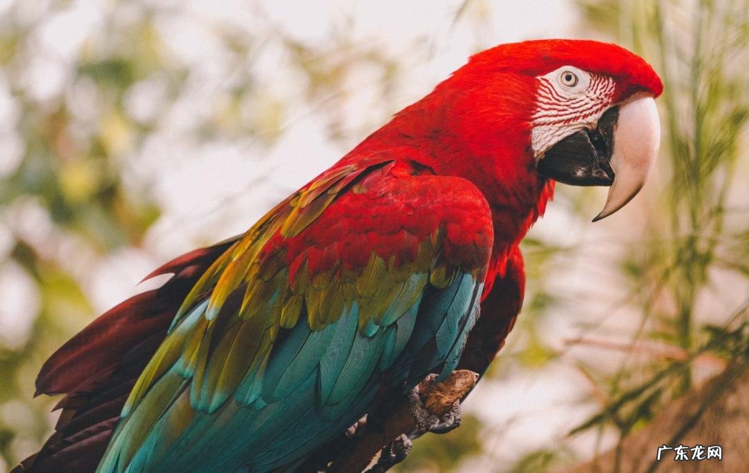 金刚鹦鹉 哪些品种的鹦鹉会说话