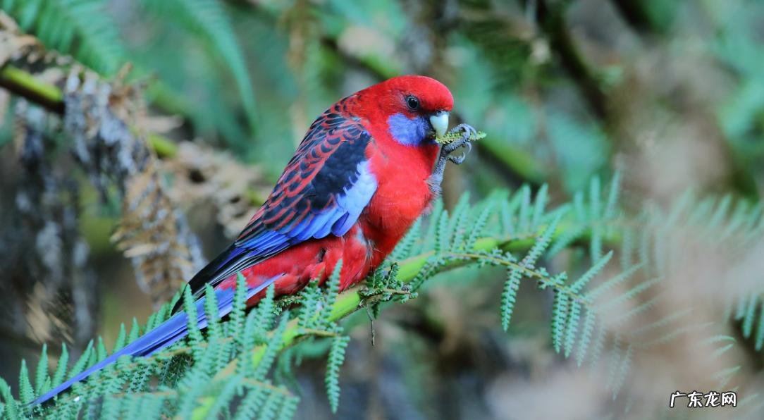 金刚鹦鹉 哪些品种的鹦鹉会说话