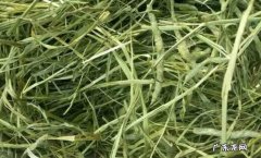 提摩西 能给兔子吃的牧草有哪些