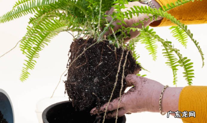 吡虫啉可以直接灌根吗吡虫啉可以埋在花盆里吗