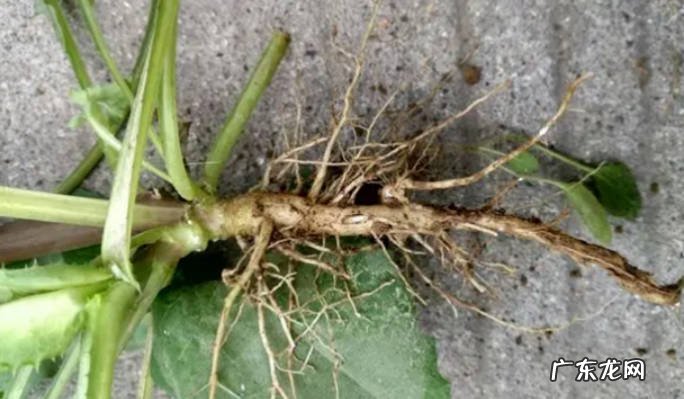 吡虫啉可以直接灌根吗吡虫啉可以埋在花盆里吗